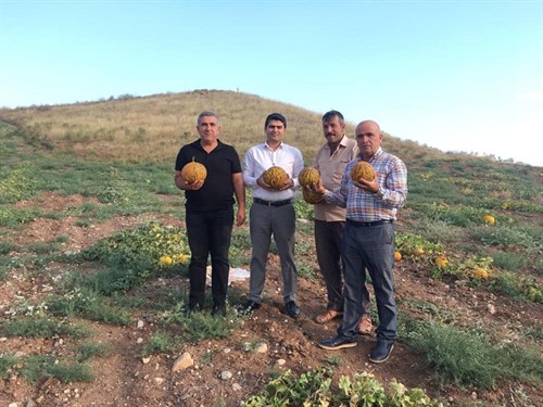 Geçmiş dönemlerde ihracı yapılan ancak günümüzde unutulmaya yüz tutmuş Sulakyurt kavunu